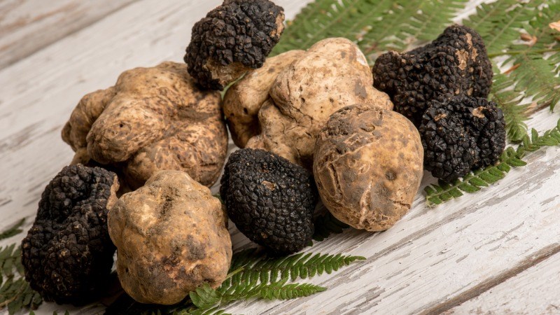 Thông tin chung về nấm truffle