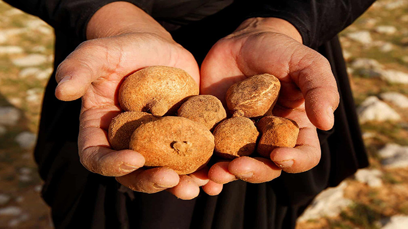 Nấm truffle sa mạc Terfez