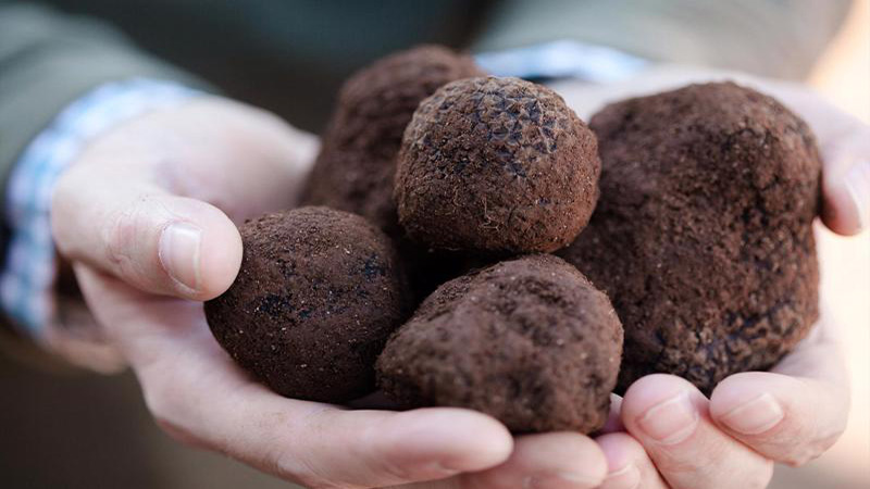 Nấm truffle đen Trung Quốc