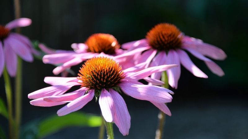 Chiết xuất của hoa cúc tím có thể mang lại các tác dụng phụ.