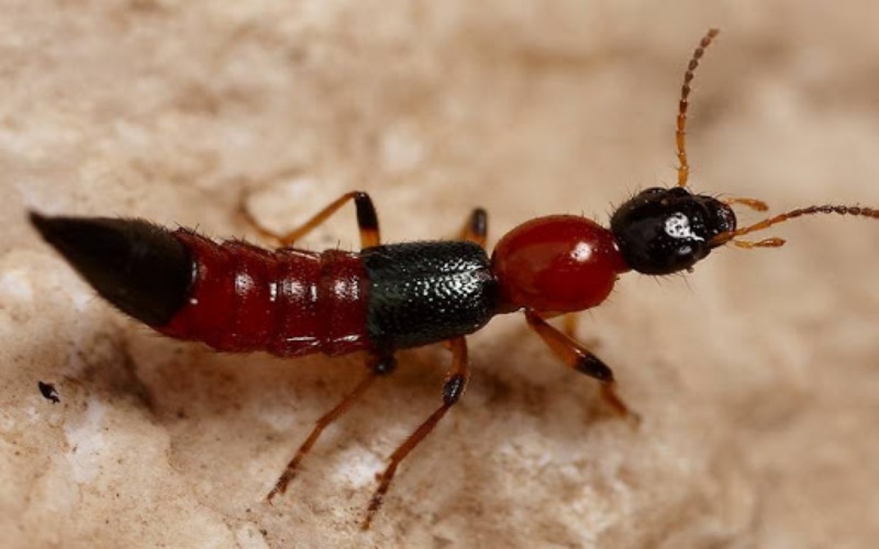 Kiến ba khoang là kiến gì?