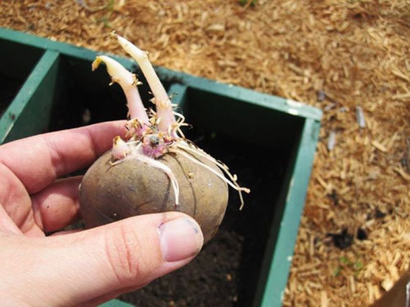 Cách trồng khoai tây đơn giản tại nhà từ củ mọc mầm