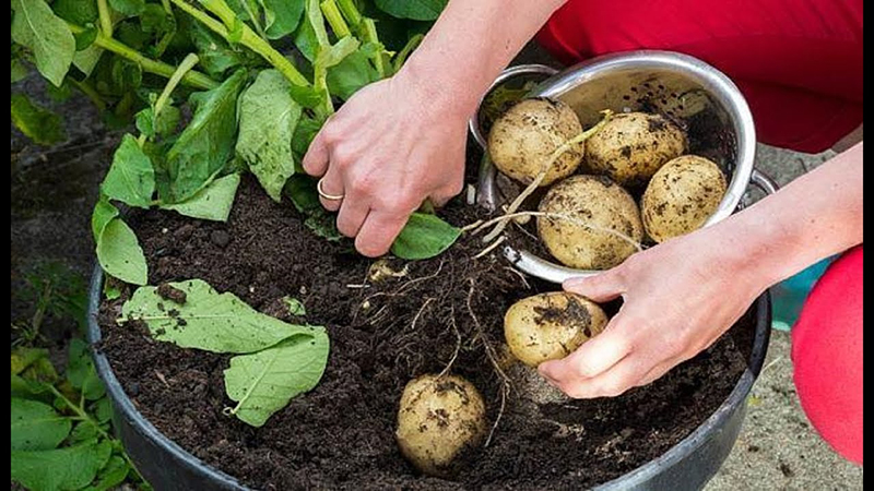 Cách trồng khoai tây đơn giản tại nhà từ củ mọc mầm